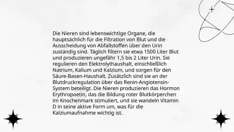 Die Nieren 4
