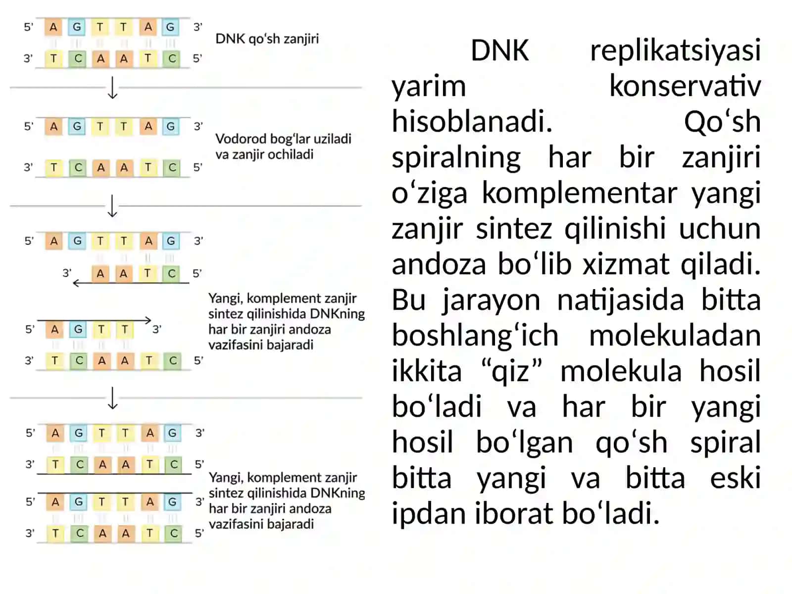 DNK   replikatsiyasi 4