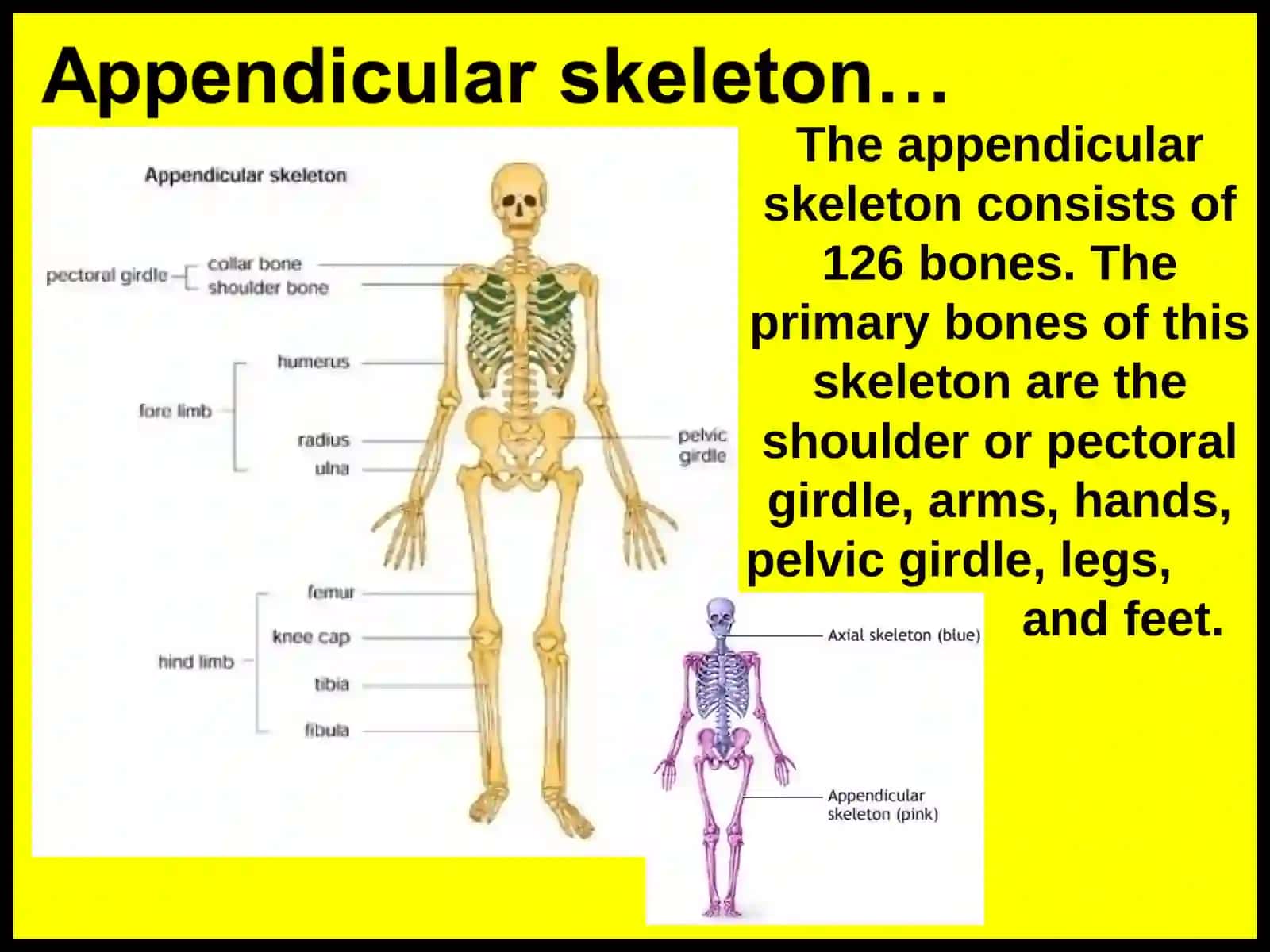 Skeletal system 4