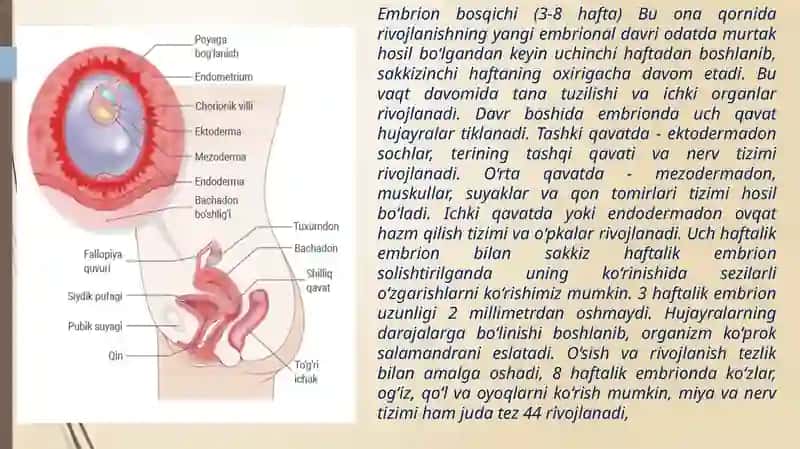 Ontogenezning ilk bosqichlarida insonning psixik rivojlanishga xos xususiyatlar 4
