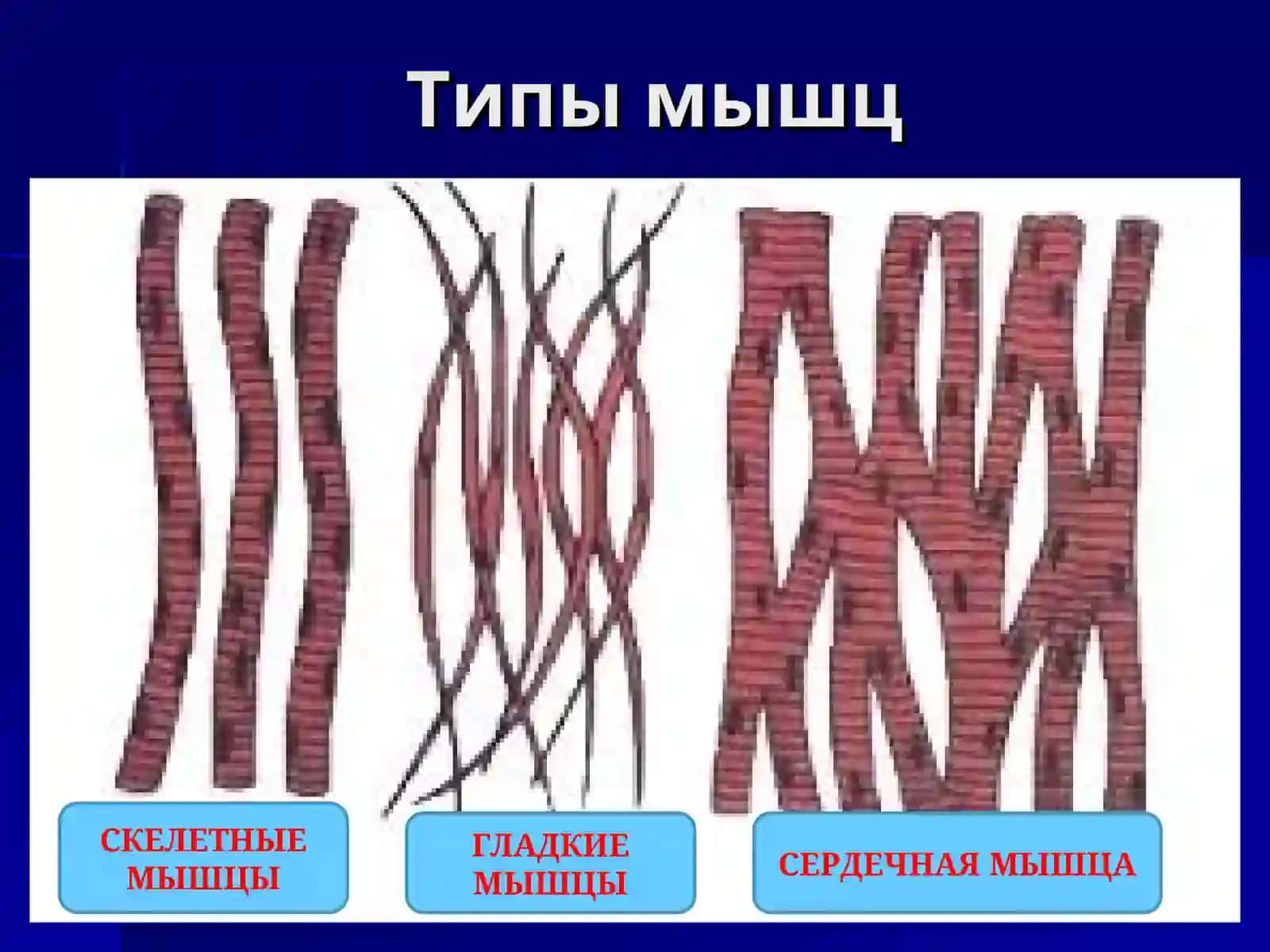 Физиология мышц, нервных волокон и синапсов 4