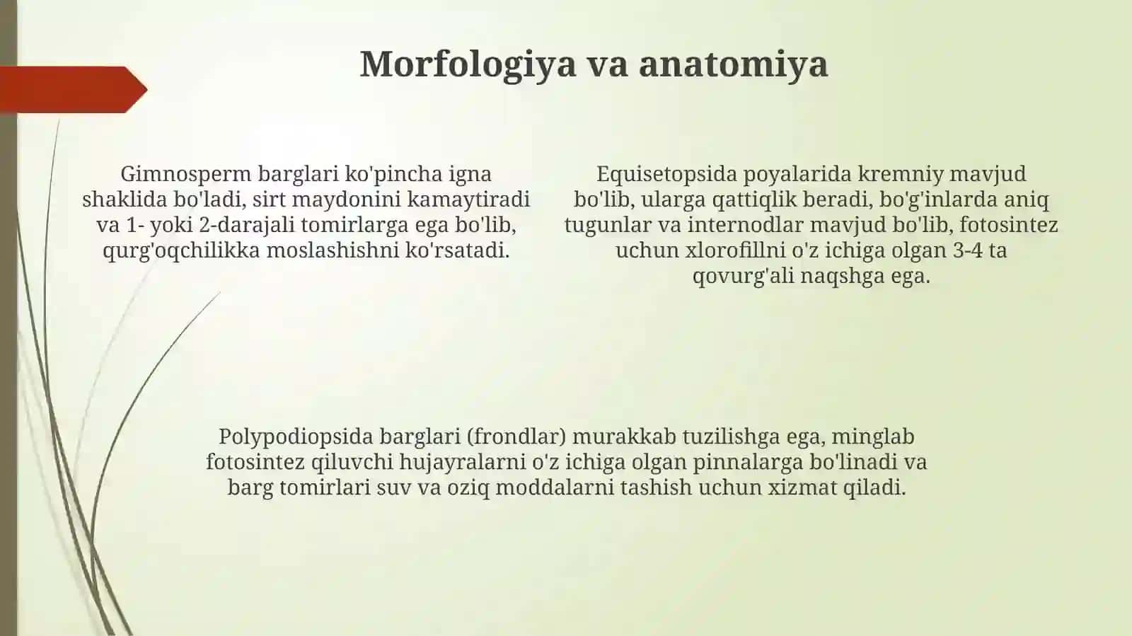 Gymnospermlar, Otquloqlar va Qirqquloqlar: Umumiy Tavsif va Morfologik Xususiyatlar 4