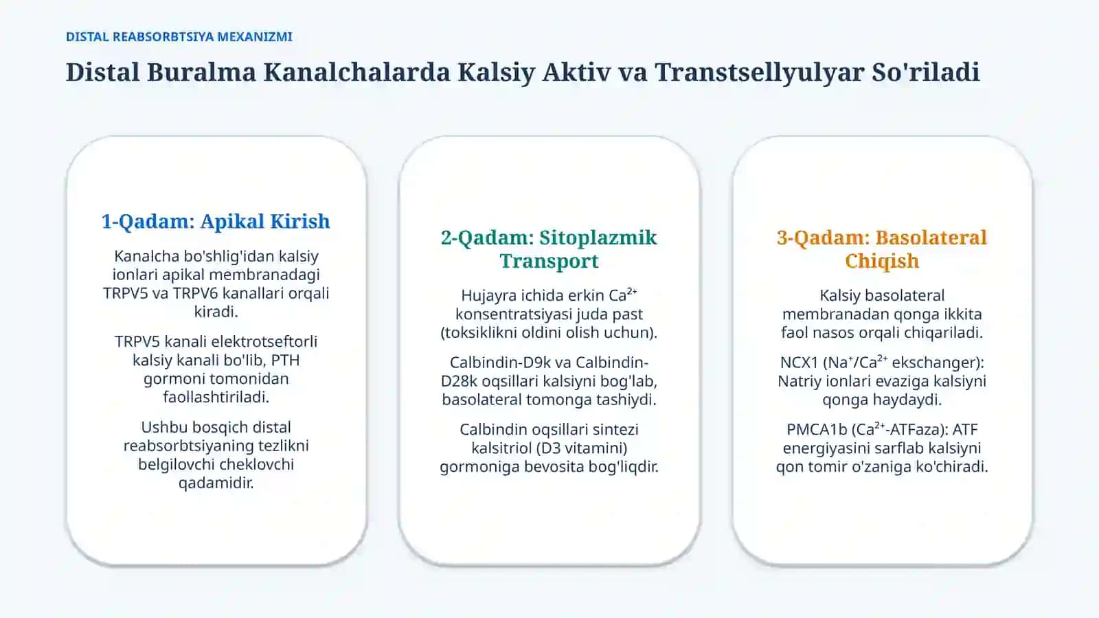 Buyraklarning Ca, P va HCO₃⁻ almashinuvidagi roli — 15 slayd 4