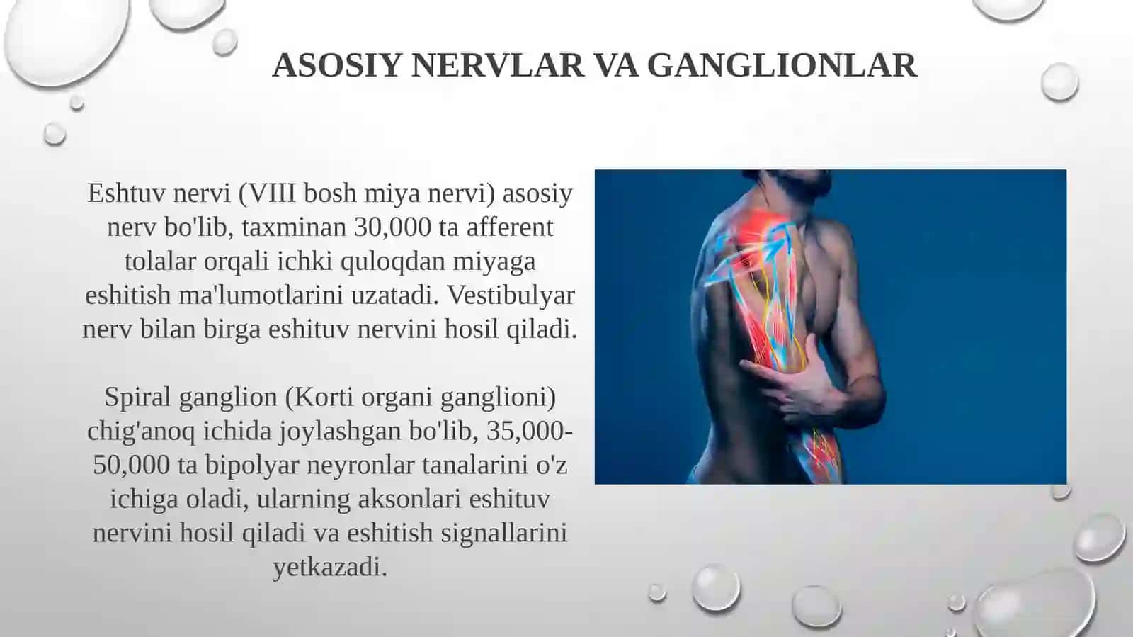 Eshitish organi innervatsiyasining xususiyatlari. 4