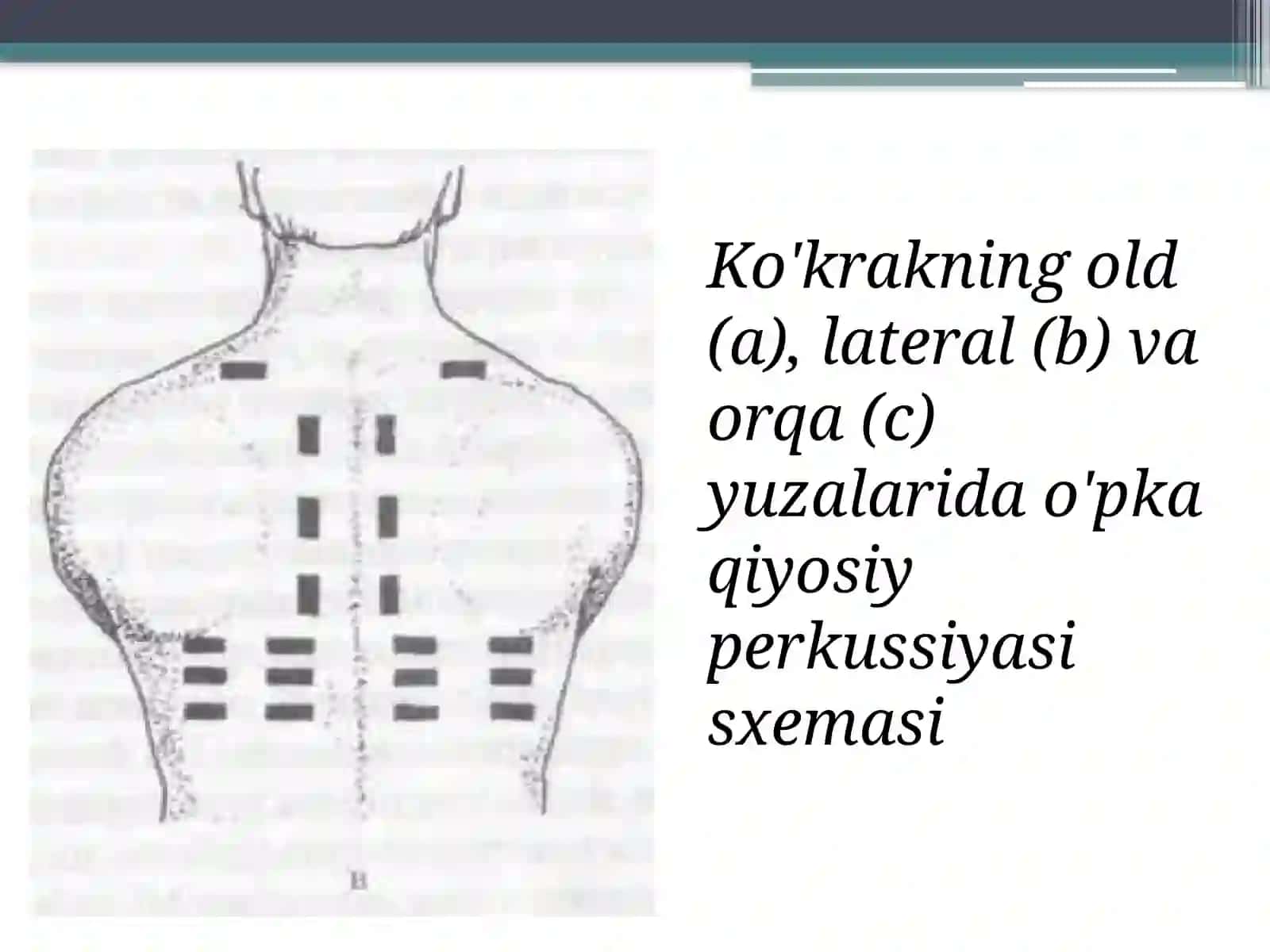 O’pka perkussiyasi 4