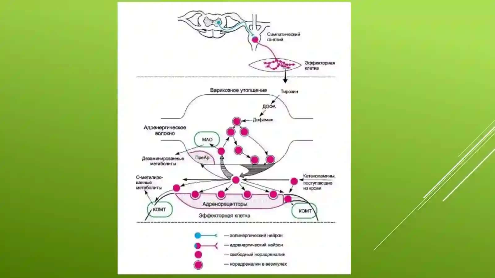Adrenomimetiklar 4