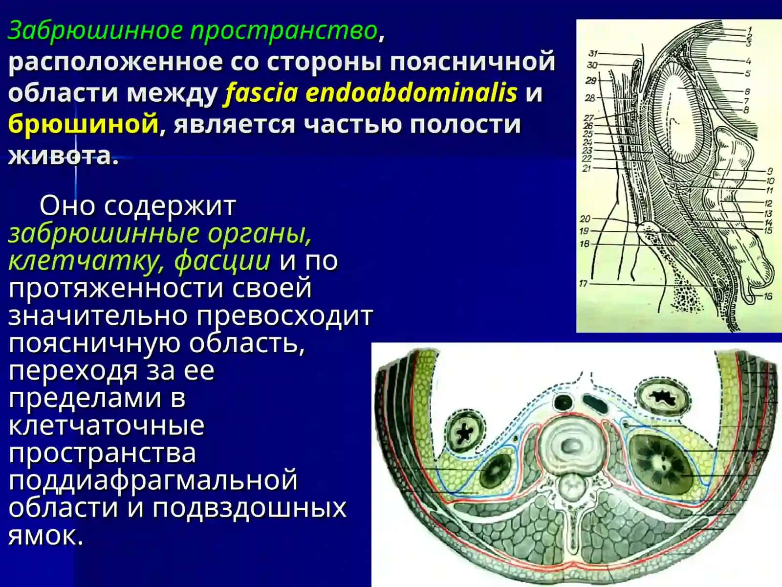 ХИРУРГИЧЕСКАЯ АНАТОМИЯ ПОЯСНИЧНОЙ ОБЛАСТИ И ПОДВЗДОШНОЙ ЯМКИ 4