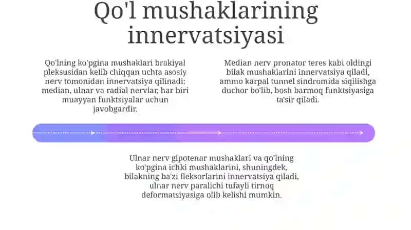 Qoʻl va Oyoq Terisi va Mushaklari Anatomiyasi va Innervatsiyasi: Umumiy Ko'rinish 4