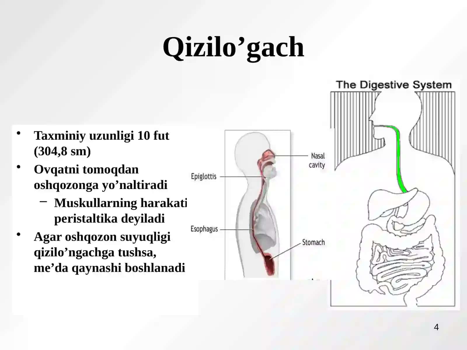 Hazm qilish tizimi 4