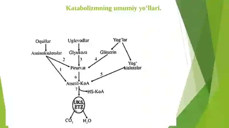 Katabolizmning umumi yo’llari 4