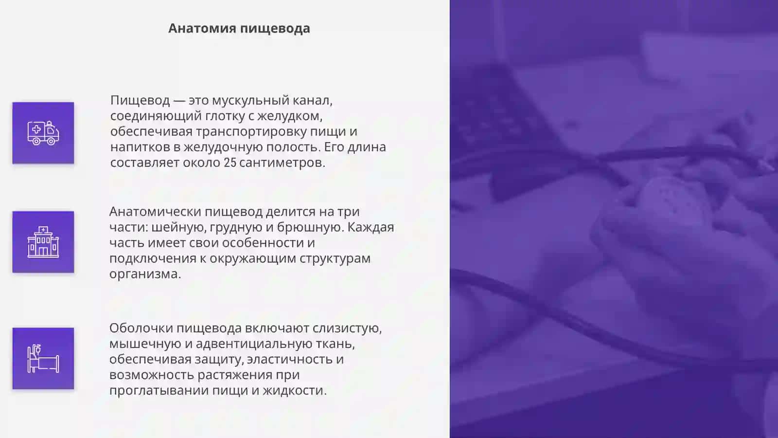пищевод 4