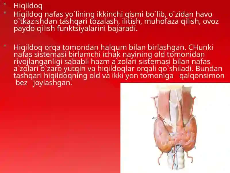 Nafas olish sistemasi 4