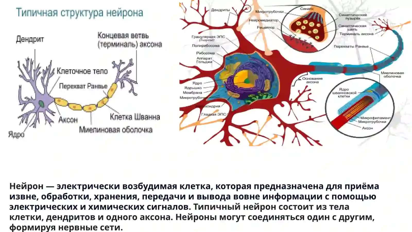 Иллюстрация четырёх типов глиальных клеток, находящихся в ЦНС 4