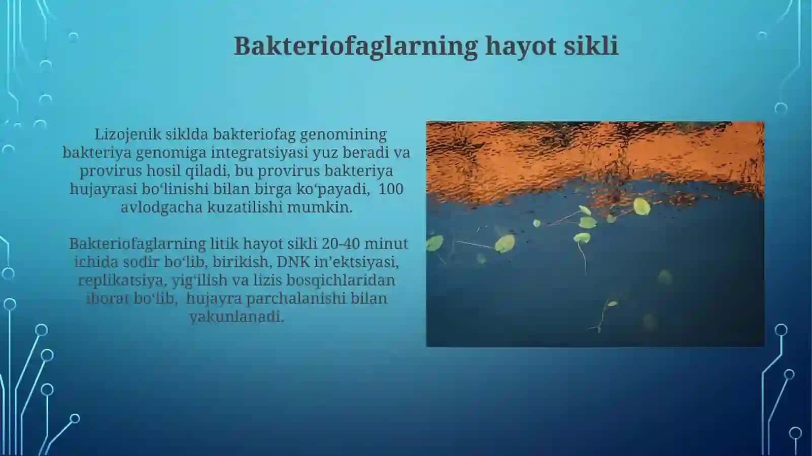 Bakteriofaglar: Umumiy nuqtai 4