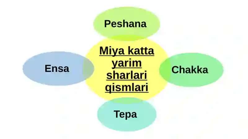 Bosh miya katta yarimsharlarining tuzilishi 4