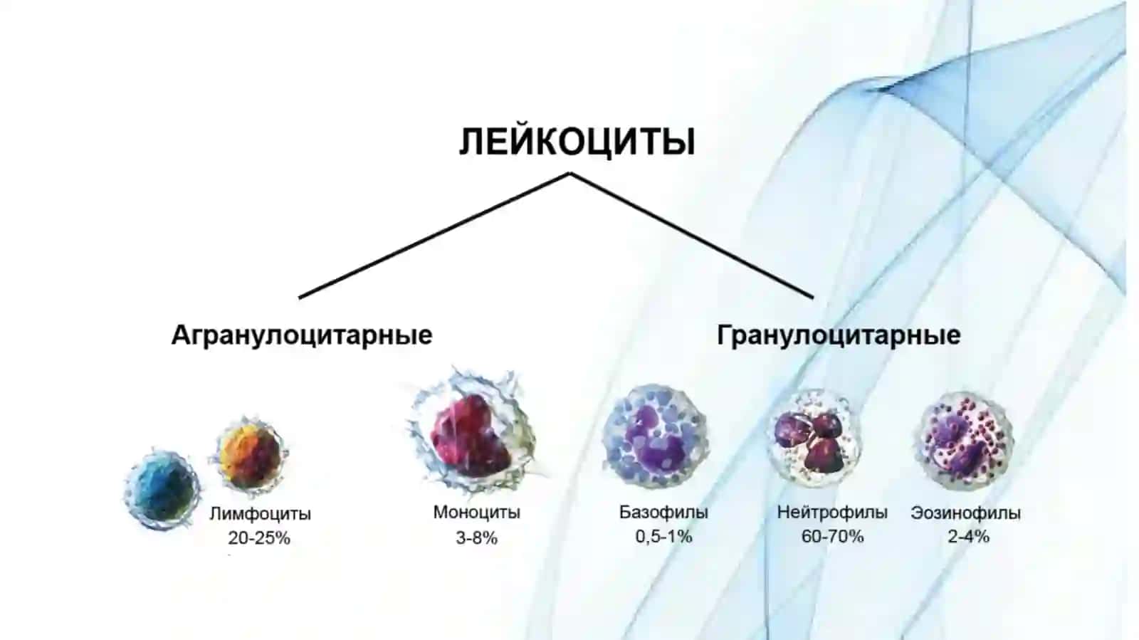 Лейкоцитлар метаболизми 4