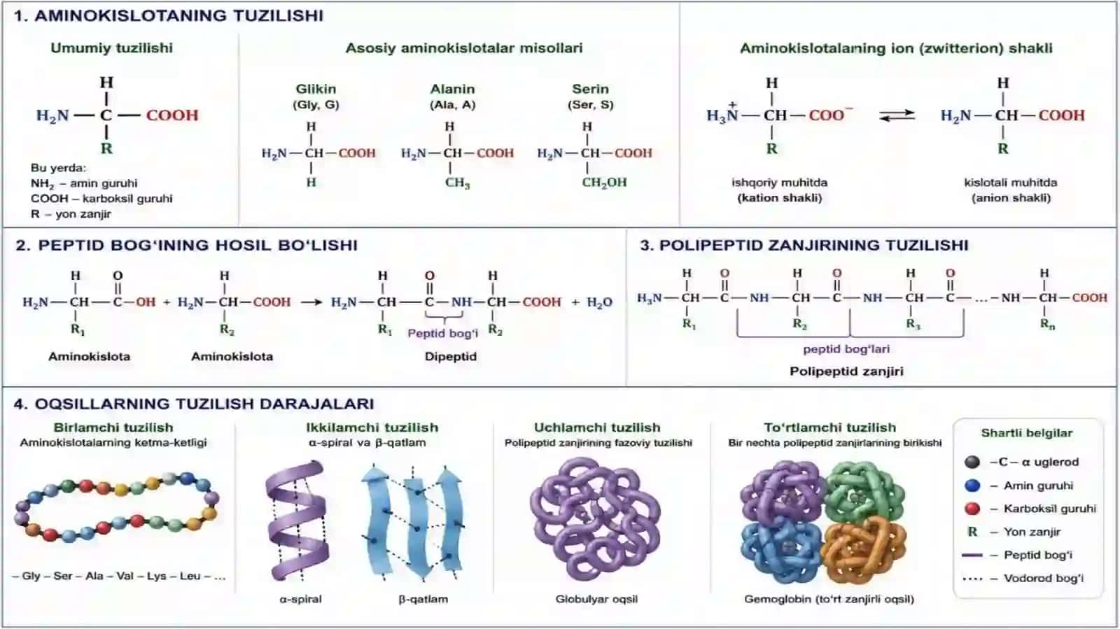 Aminokislotalar. Tuzilishi, xossalari va biologik vazifalari. Peptid va oqsillar 4