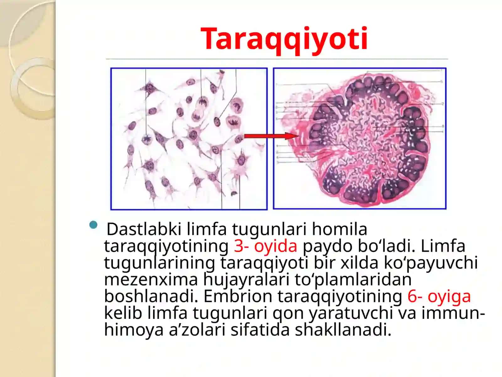 Limfa tugunlari 4