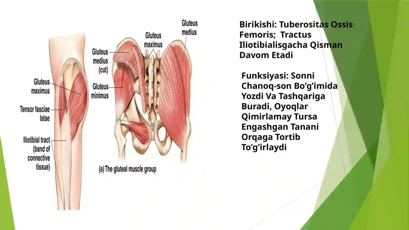 Chanoqning tashqiy uzasida mushaklar 4