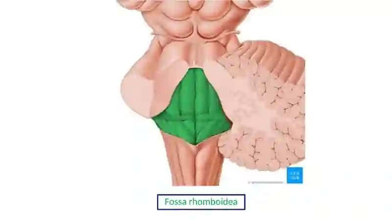 IV qorincha. Rombsimon chuqurcha. 4