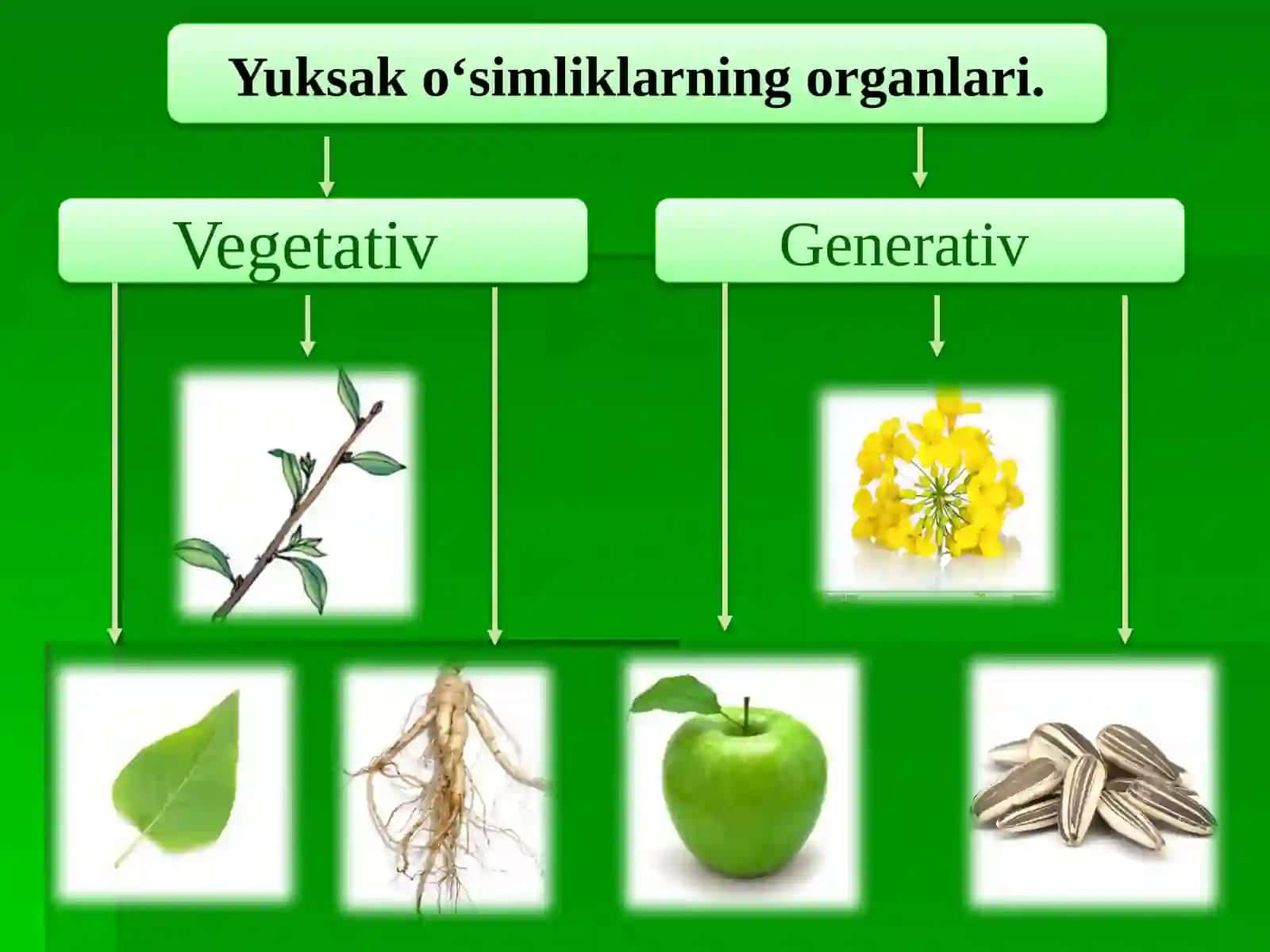 11 – sinf Biologiya. oʻsimliklar filoginezi, oʻsimliklarning vegetativ organlari filoginezi. 4