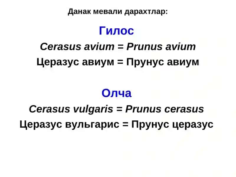 Данак Мевали Дарахтлар 4