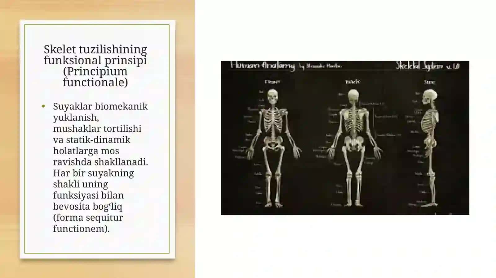 Skeletni segmenti tuzilishi, uning tuzulishi prinsiplari. Umurtqa pogʻonasini yosh va jinsga nisbatan farqlari. Koʻkrak qafasini yoshga nisbatan xususiyatlari, uning shakllanishiga sport va mehnat faoliyatini taʼsiri. Rivojlanish nuqsonlari 4