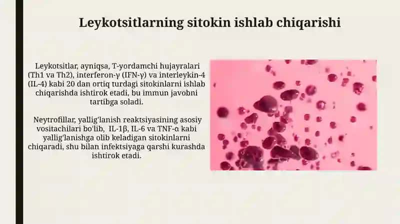 Leykotsitlar fiziologiyasi 4