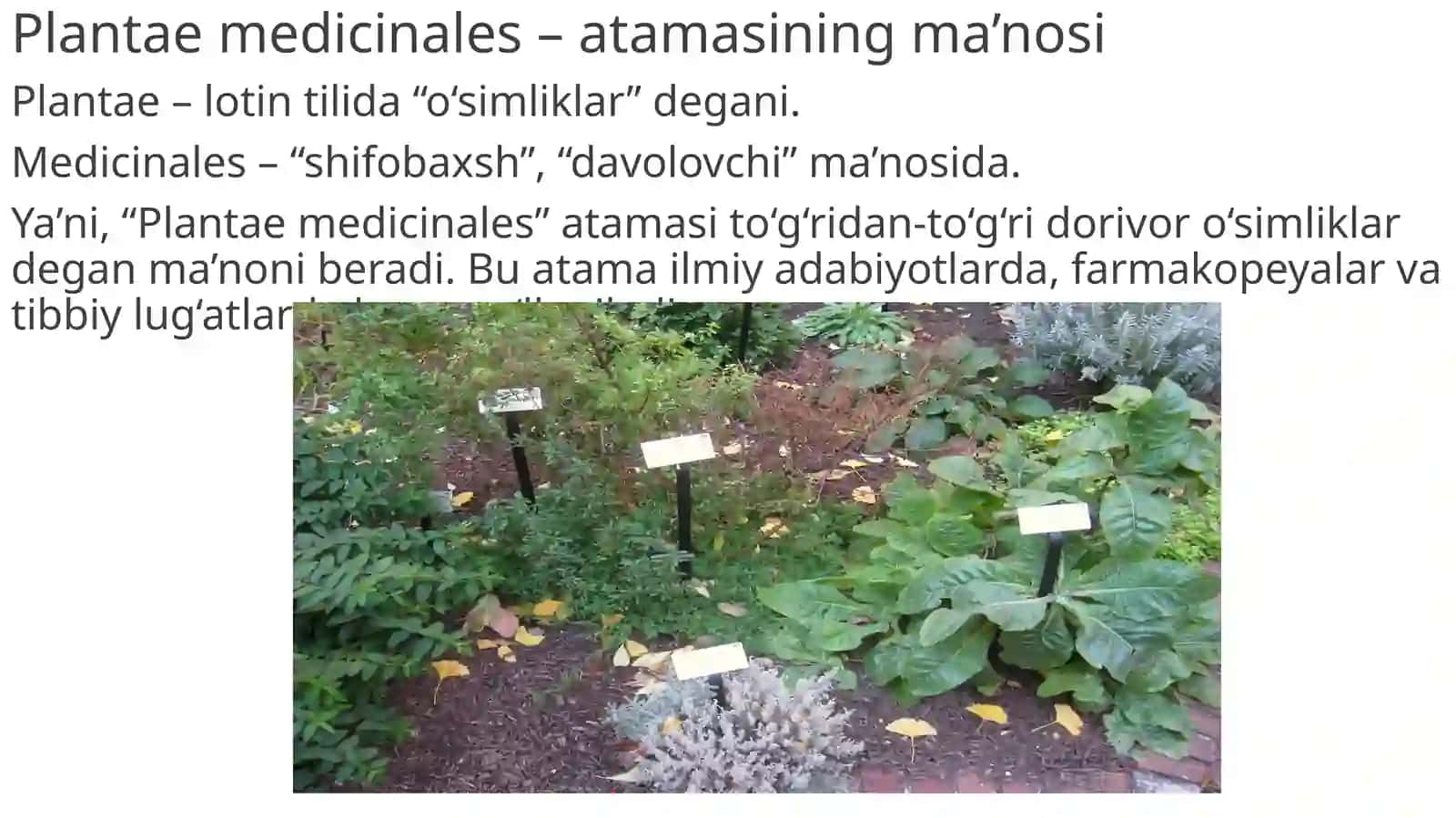 dorivor oʻsimliklar 4