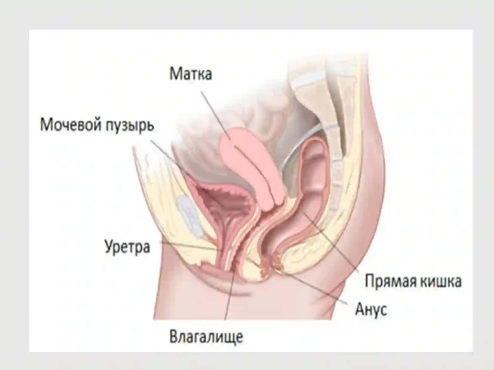 Аёллар жинсий аьзолари жойлашишва ривожланиш нуксонлари 4