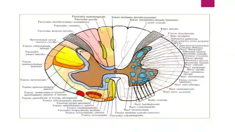 Davolash ishiyoʻnalishi105- guruh talabasiAbdullayevaIrodaning anatomiya fanidan tayyorlagan mustaqil ishi 4