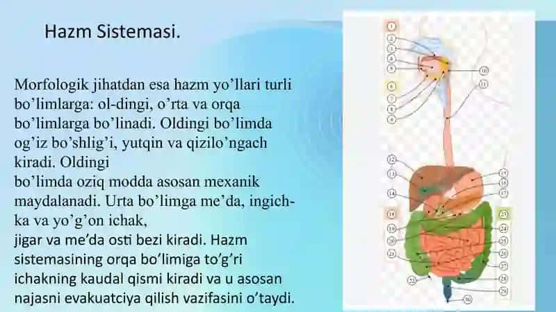Hazm Sistemasi 4