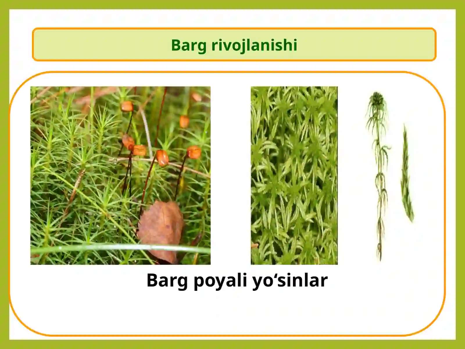 Bargmorfologiyasi.Bargninganatomiktuzilishi.Shaklio‘zgarganbarglar.Bargdagifiziologikjarayonlar.O‘simliklarningko‘payishi,o‘sishivarivojlanishi 4