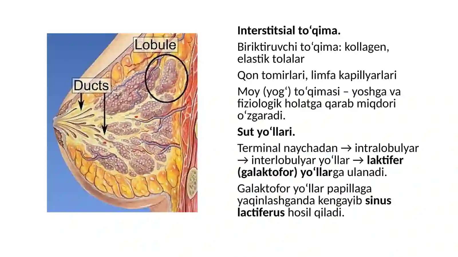 ;Sut bezlari faoliyatining boshqariluvi,sut bezlarining yoshga qarab o’zgarishi 4
