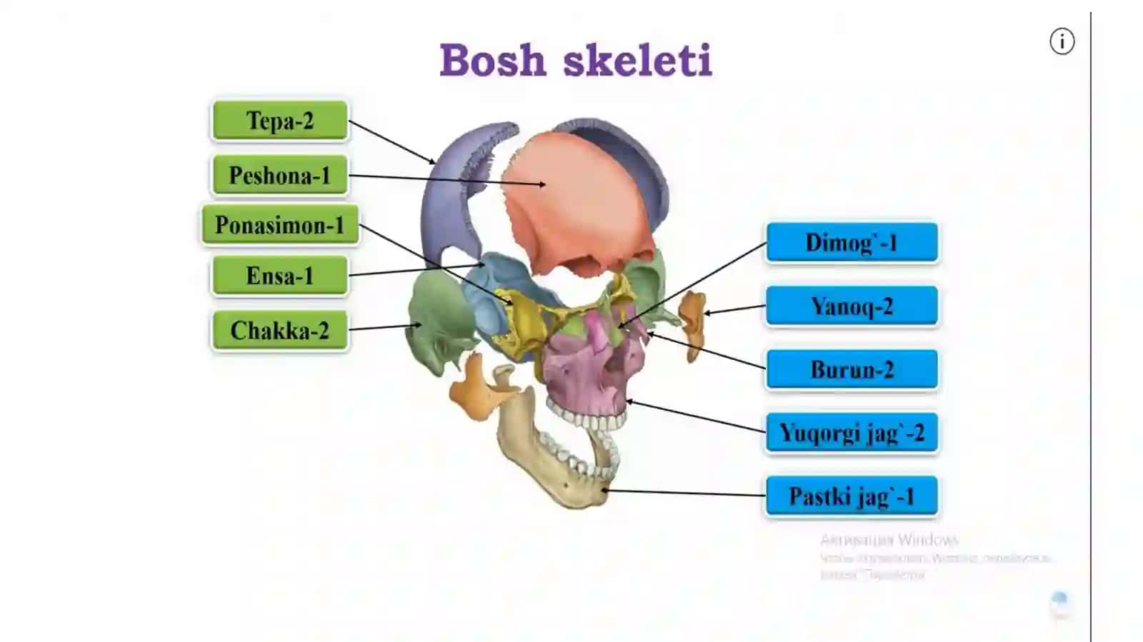 Tanaskeletituzilishi.Sindesmologiya.Miologiya 4