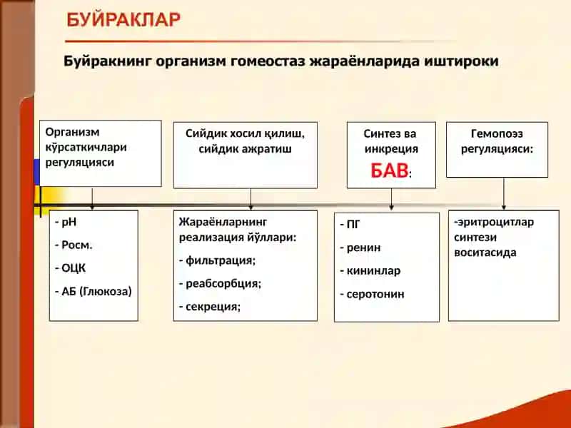 БУЙРАК КАСАЛЛИКЛАРИ БИЛАН КАСАЛЛАНГАН БЕМОРЛАРНИ ТЕКШИРИШ 4