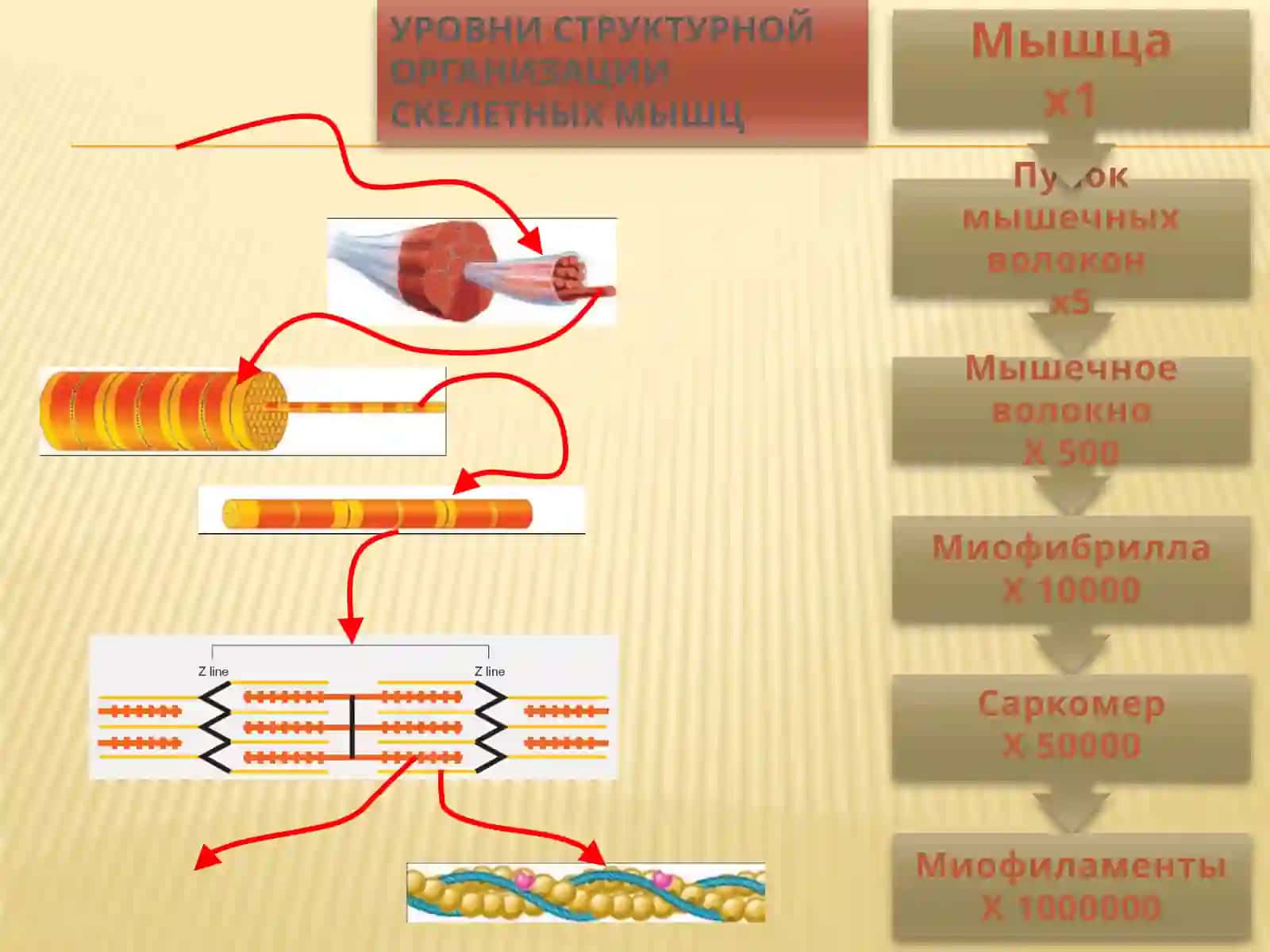 КафедрафиЗИологииЛекция №2.Физиология мышцЛЕКТОР: АССИСТЕНТдилнораХислатовна 4
