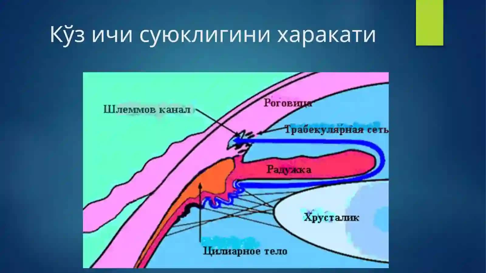 МАЪРУЗА.КЎЗ ИЧКИ БОСИМИ ПАТОЛОГИЯСИ 4