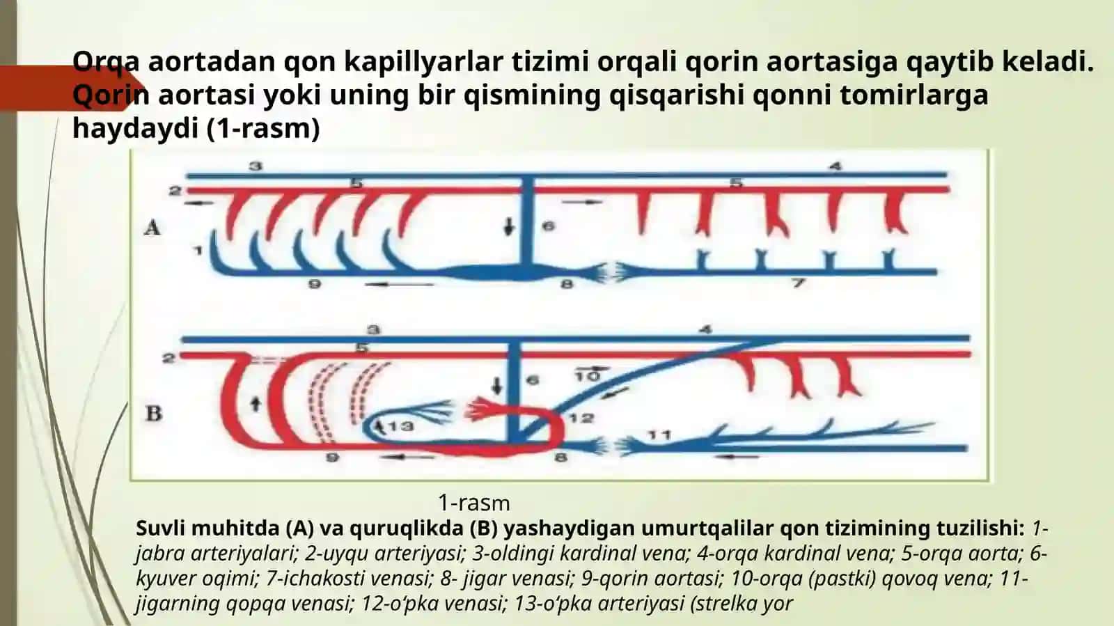 Organlar sistemasi onto-filogenezi: qon aylanish, nafas olish, endokrin, ayirish sistemasi 4