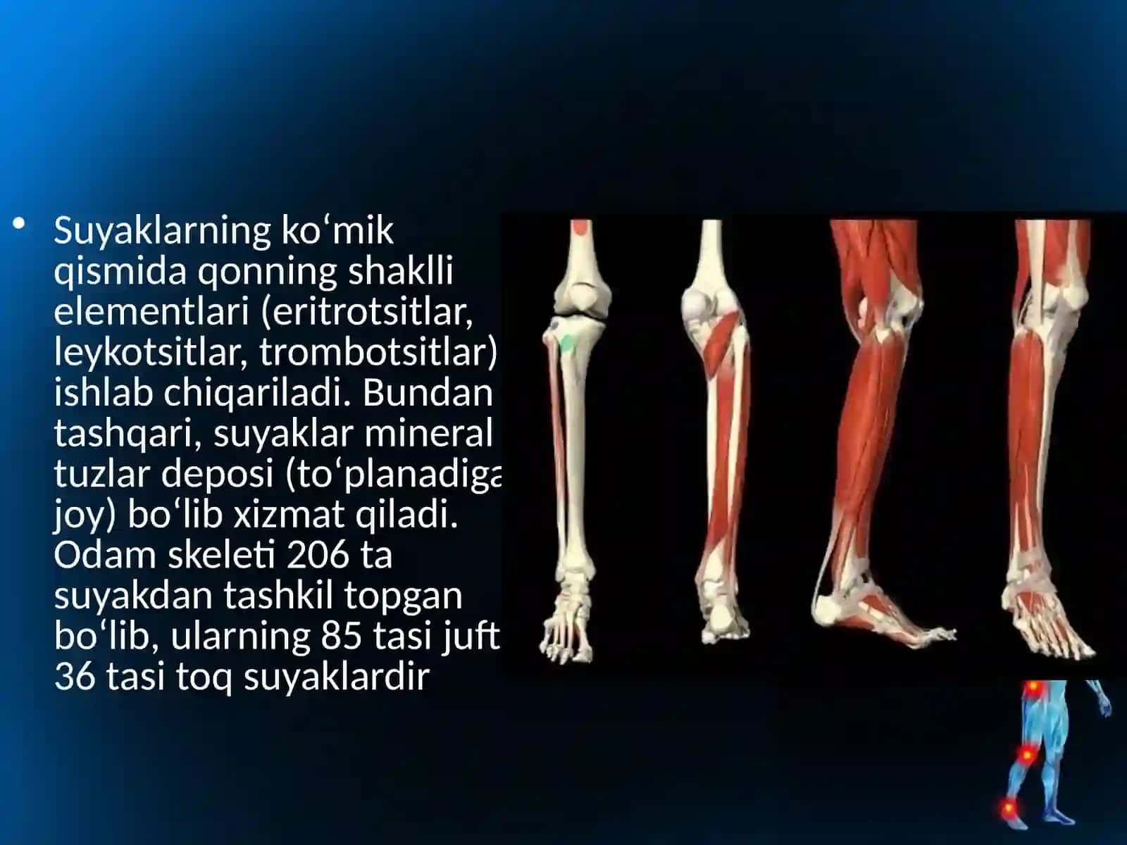 Skletning tuzilishi va funktsiyasi, suyaklarning shakllari 4