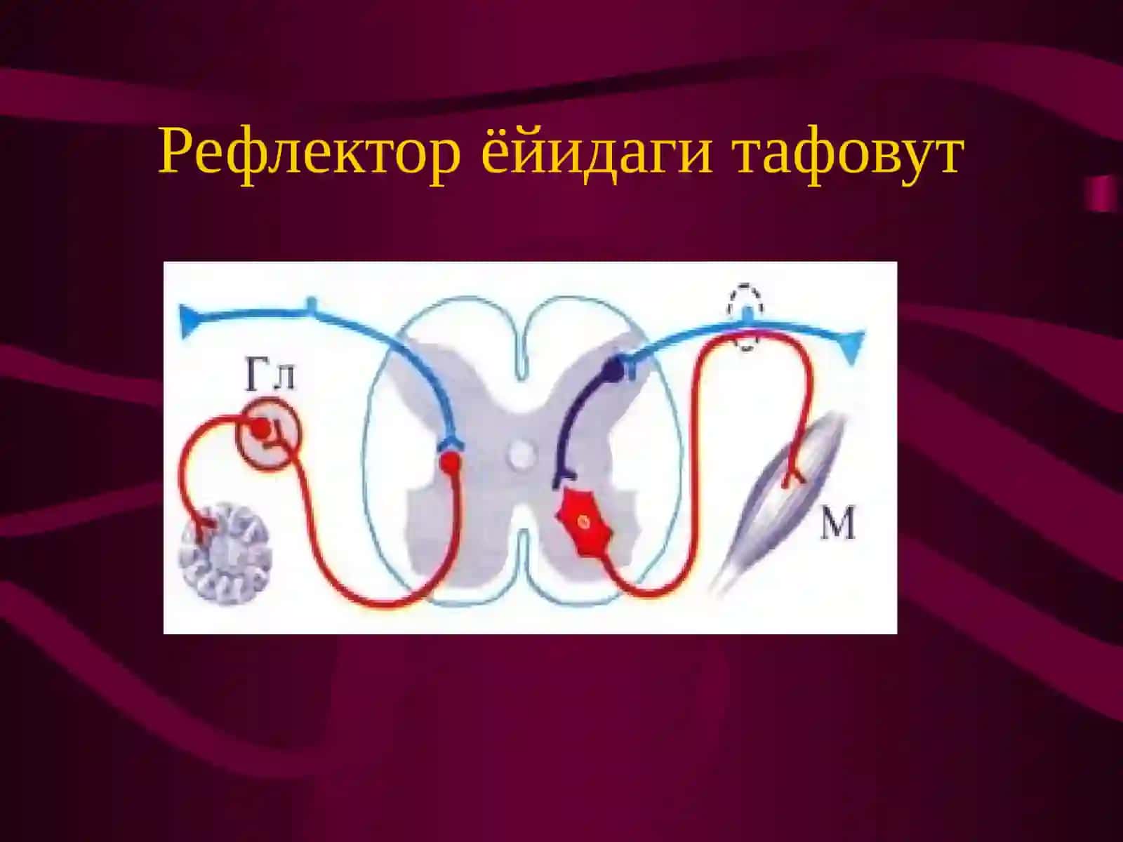 Вегетатив нерв тизими фаолиятини урганиш 4