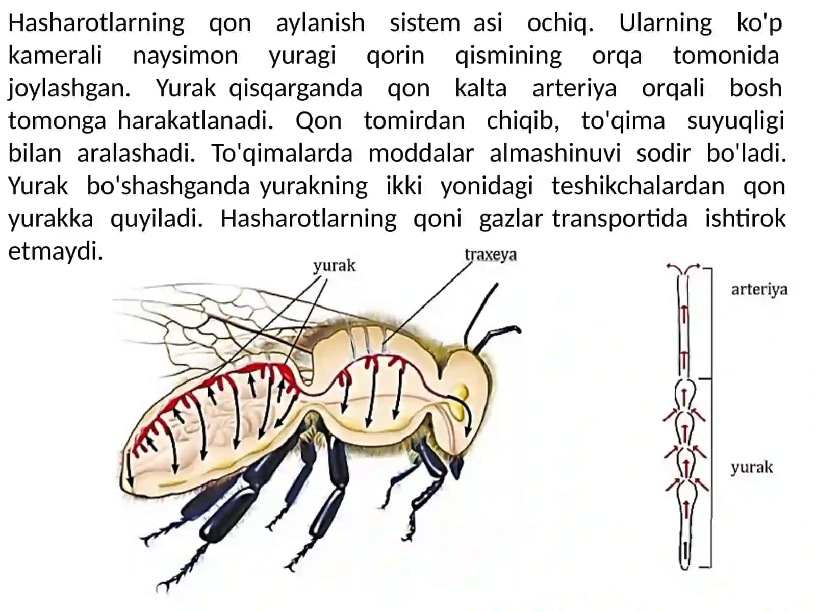 Umurtqasizlarning qon aylanish sistemasi 4