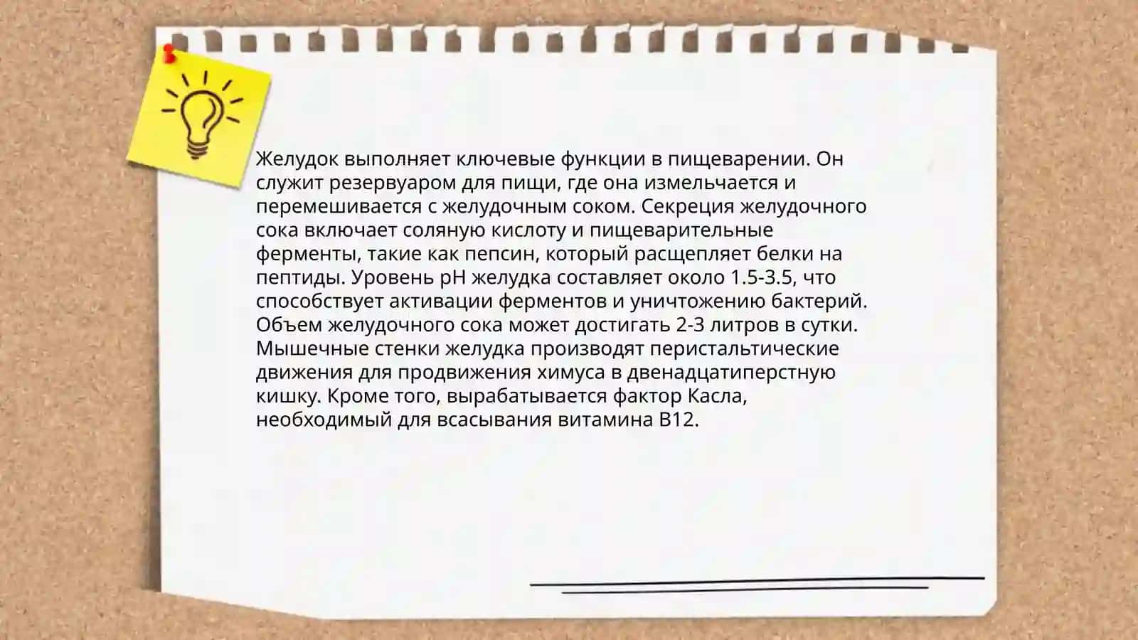Желудок человека—это орган пищеварительной системы 4