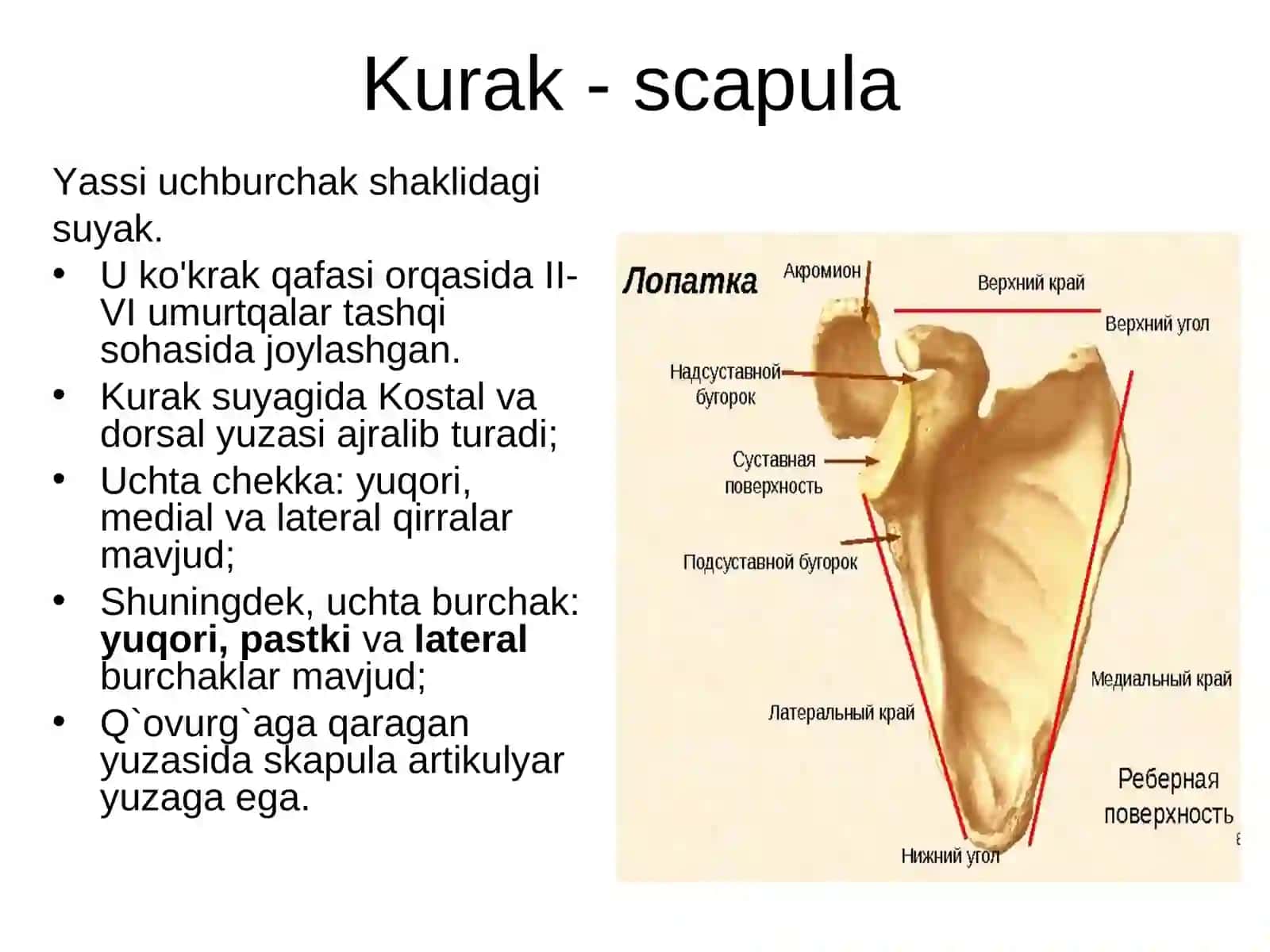 Gavda skeleti 4