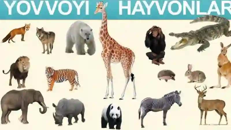hayvonlar haqida metodlar 4