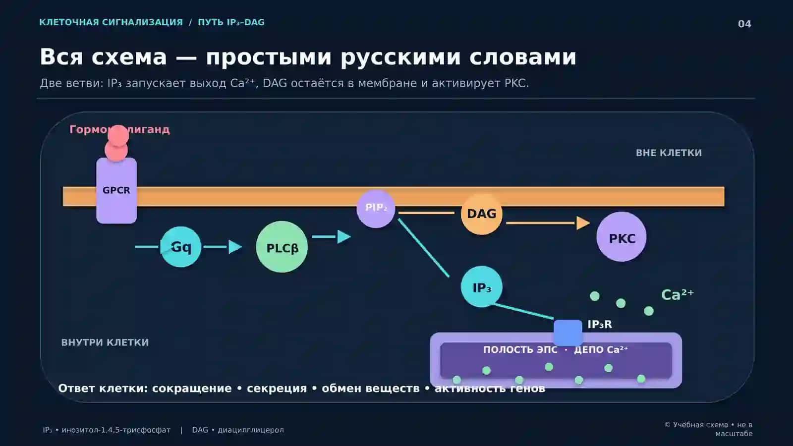 МЕДИЦИНСКАЯ БИОЛОГИЯ • КЛЕТОЧНАЯ СИГНАЛИЗАЦИЯ 4