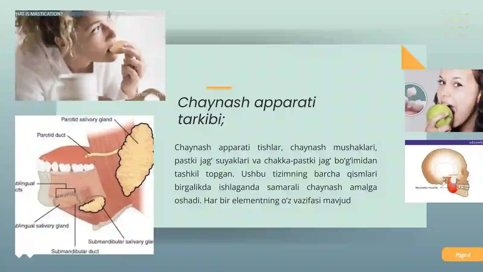 Chaynash mushaklarini kuchi va ishi 4