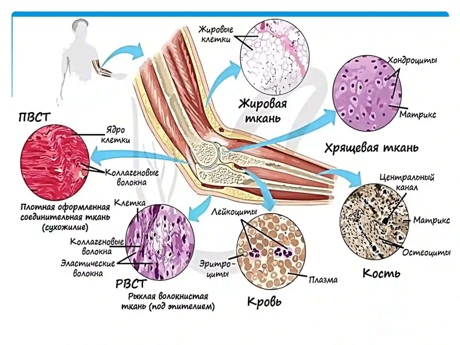 Gistalogiyafanidan Aslbiriktiruvchitòqima 4