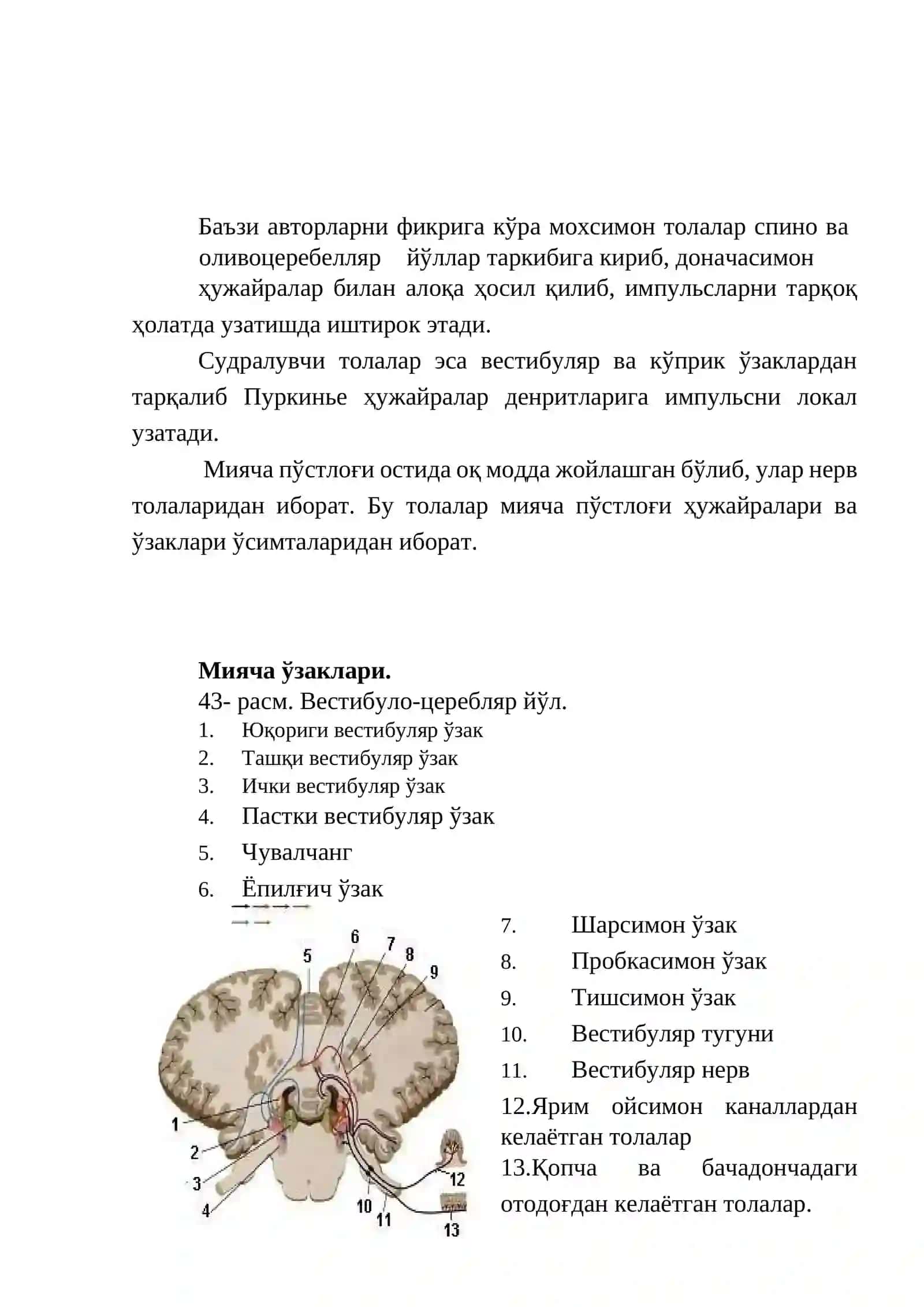 Координатор доира - тузилиши, вазифаси, текшириш усуллари, патологияси ва зарарланиш синдромлари 4