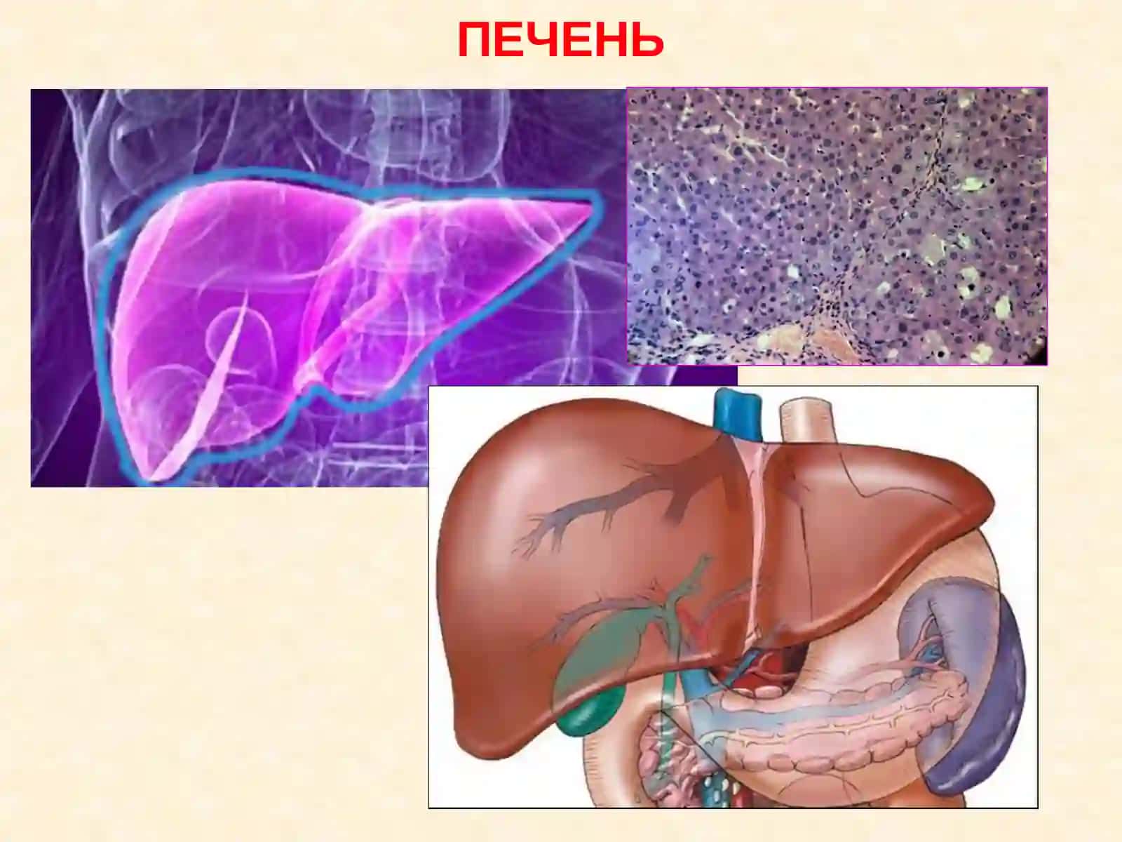 Регенеративные и компенсаторные свойства печени 4